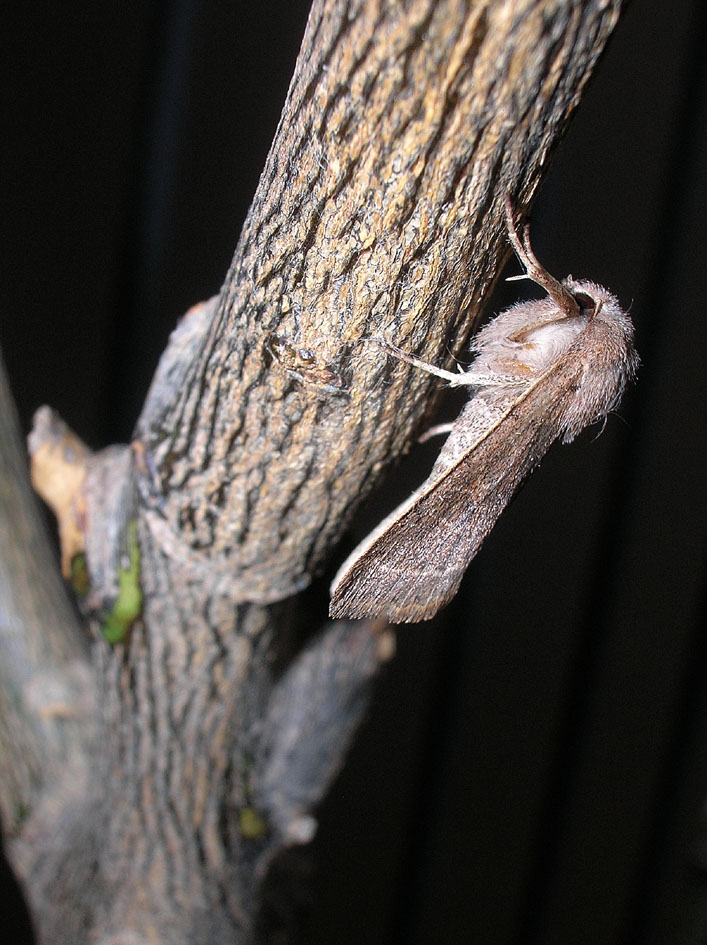 Orthosia cerasi